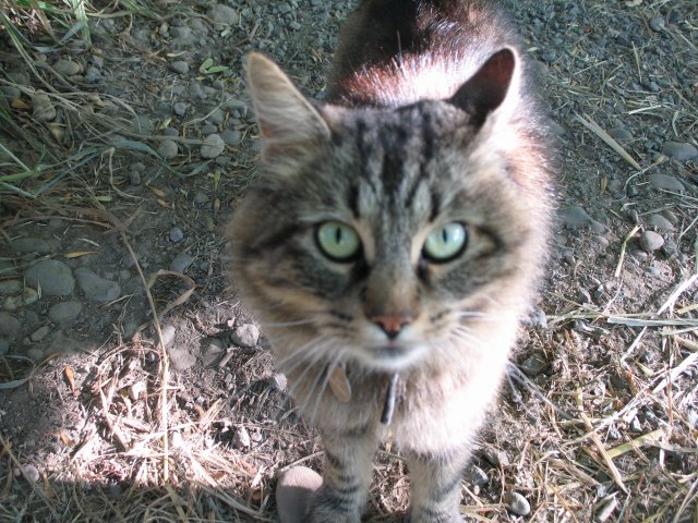 7.27.06 Oaks Bottom 024 